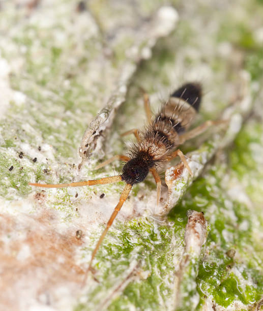 Springtail (Collembola) sitting on wood, extreme close-up Springtail (Collembola) sitting on wood, extreme close-up with high magnification  collembola stock pictures, royalty-free photos & images