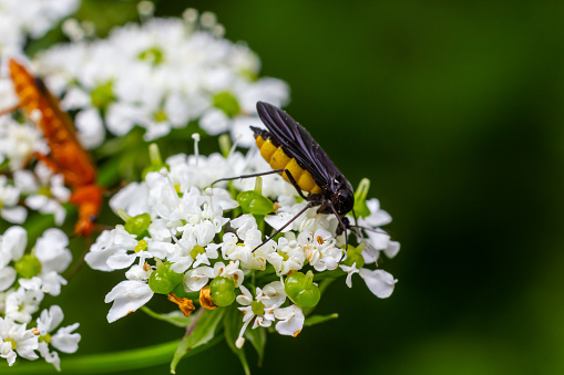 Black Fungus Gnat, Sciara thomae, on white flowers on green blurred background.