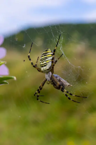 A wasp spider in a large web on a background of green grass on a sunny day. Argiope bruennichi.