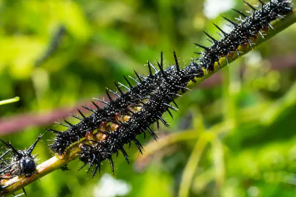caterpillars of a European peacock butterfly on green leaves they feed on.