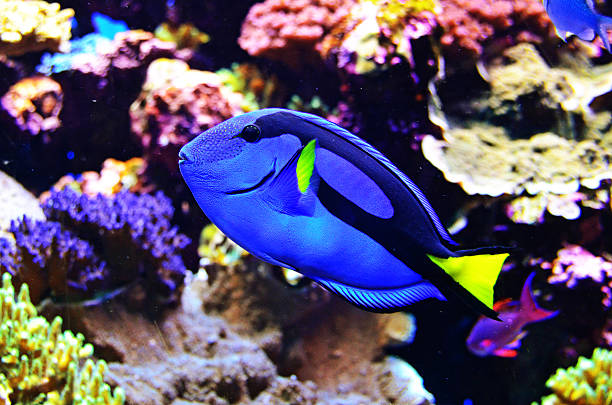 istock Blue Tang in Coral Reef 178150979