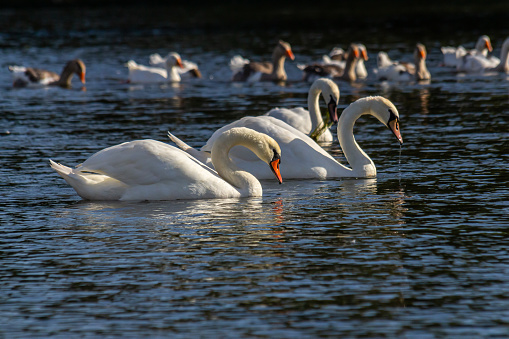 Family of Swans swimming in a canal