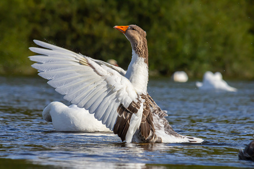 A domestic goose is a goose that humans have domesticated and kept for their meat, eggs, or down feathers. Domestic geese have been derived through selective breeding from the wild greylag goose .