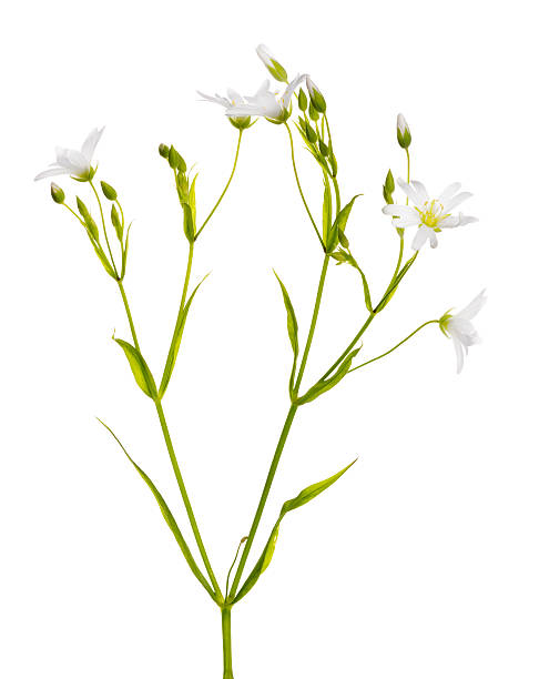 istock Stellaria flowers isolated on white 178151738