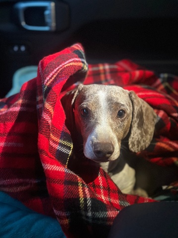 A small dachshund snuggled up in a cozy red blanket, looking at the camera