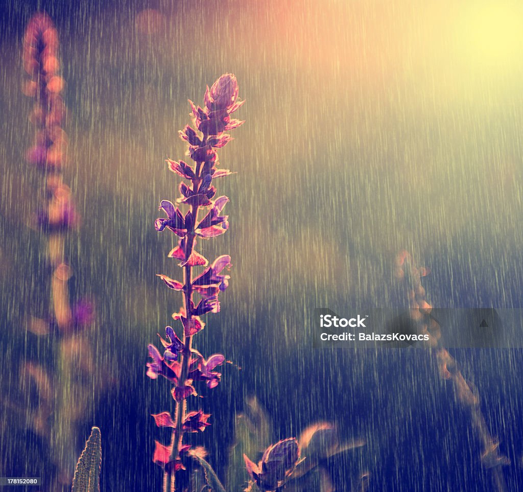 Vintage wild flower in rain Added vintage photoshop filters. Backgrounds Stock Photo