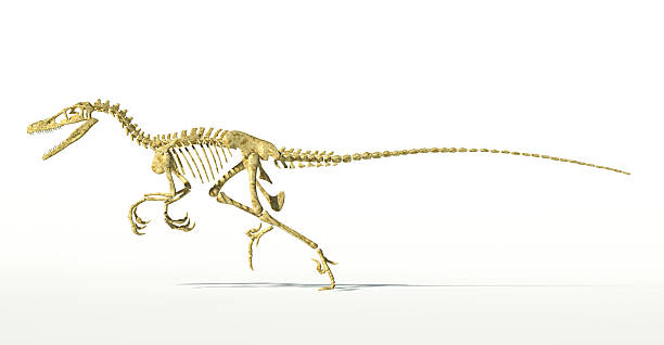 istock Velociraptor dinosaur, full skeleton scientifically correct, side view, with shadow. 178152135