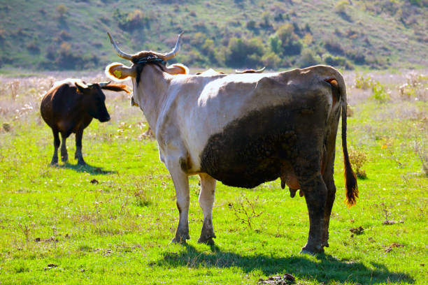 istock Cows on the green field, rural area 1781521563