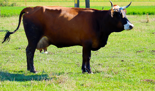 Cows on the green field, rural area