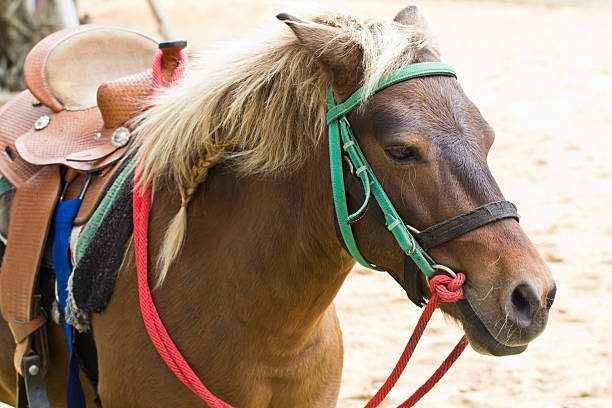 istock Horse on farm Chokchai 178152420