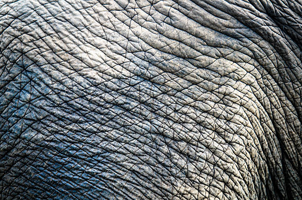 istock Texture of elephant skin 178152687