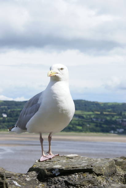 istock European herring gull in Great Britain looking left, United Kingdom 1781527084