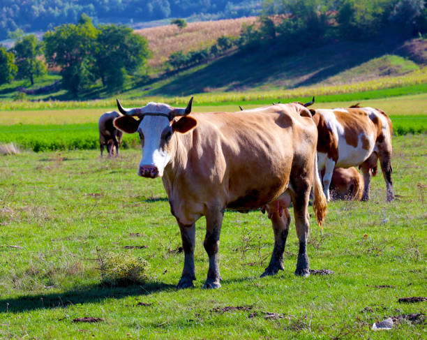 istock Cows on the green field, rural area 1781527121
