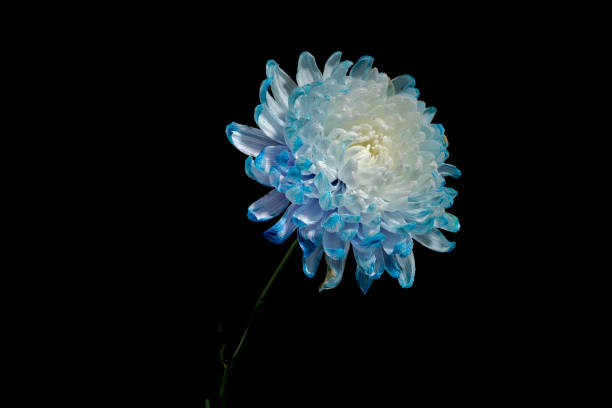 istock Blue-white chrysanthemum on a black background 1781527663
