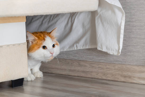 istock domestic cat hides from people under the bed 1781527666
