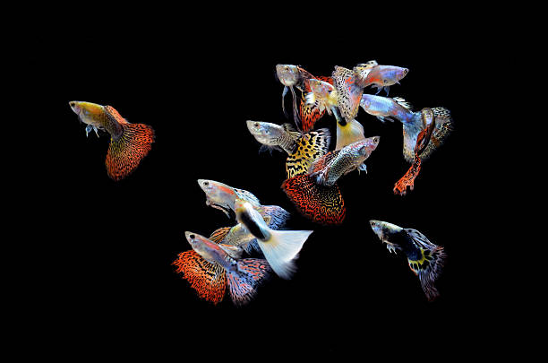 fish guppy animaux de compagnie, isolé sur fond noir - guppy poisson photos et images de collection