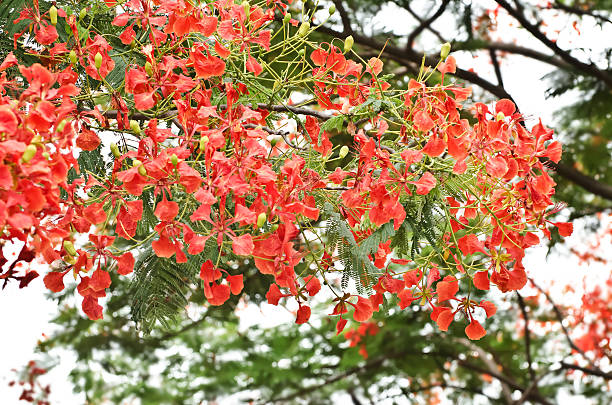 istock Flame Tree or Royal Poinciana 178152898