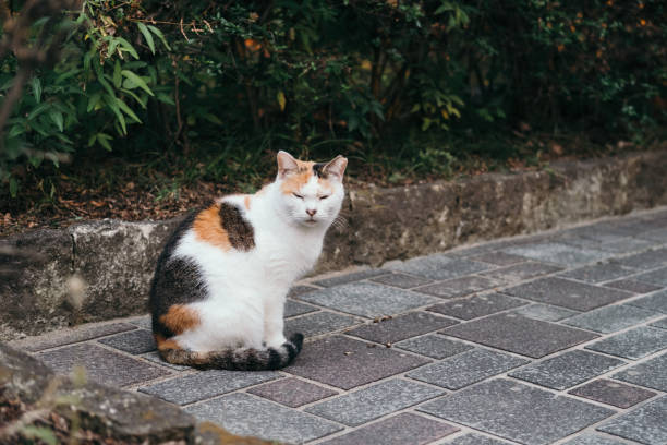 istock Image of a calico cat with a funny expression 1781529248