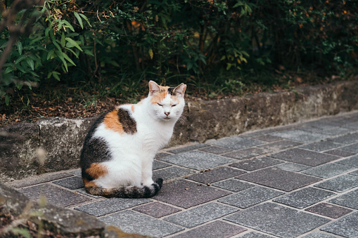 Image of a calico cat with a funny expression