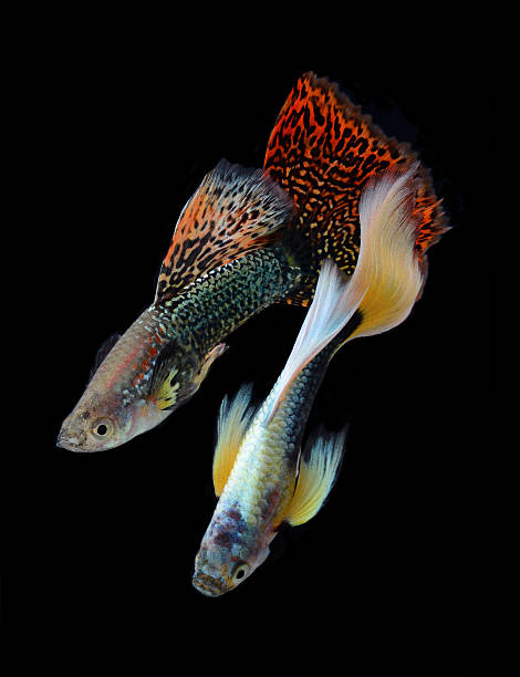 istock fish guppy pet isolated on black background 178153029