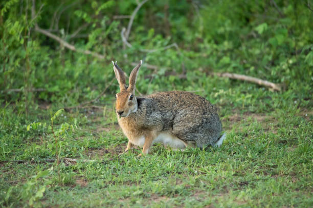 istock Black naped hare (Lepus nigricollis) in Yala National Park, Sri Lanka 1781533022