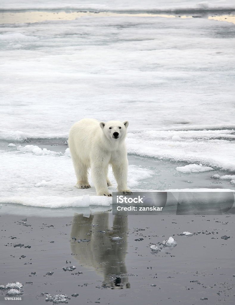 Orso polare - Foto stock royalty-free di Orso polare