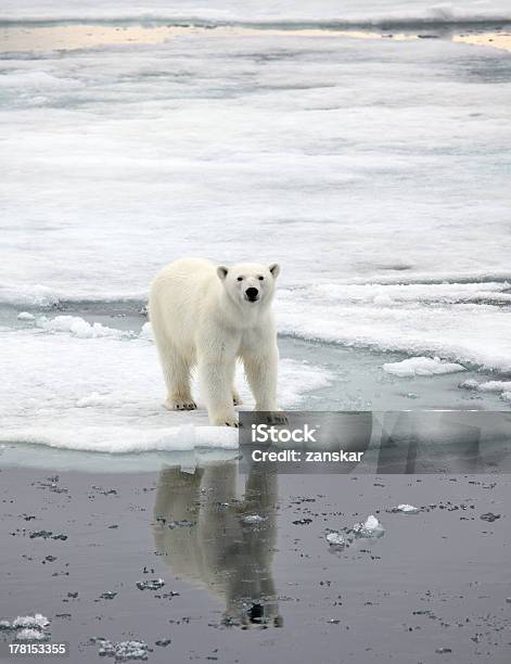 Orso Polare - Fotografie stock e altre immagini di Orso polare - Orso polare, Ghiaccio, Iceberg - Formazione di ghiaccio