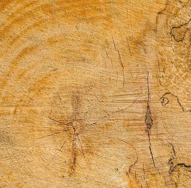 Cut wood texture Cut wood background texture with cracks and a central knot roughhewn stock pictures, royalty-free photos & images