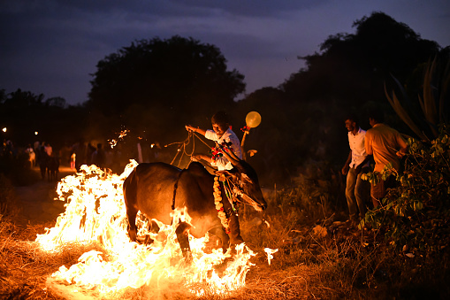 Dakshina Kannada,India-April 26,2022:The age-old ritual of cows being made to run on fire during the Makar Sankranti event Believed to bring good fortune and keep livestock and crops out of harm's way