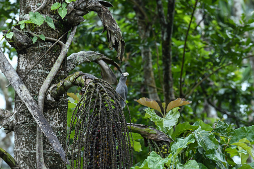 The Indian grey hornbill or Ocyceros birostris perched on a tree branch during a rainy day