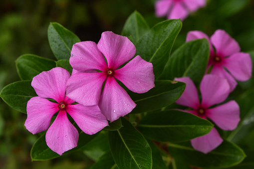 A beautiful catharanthus rose, pink periwinkle, madagascar periwinkle flowers blooming during rainy day