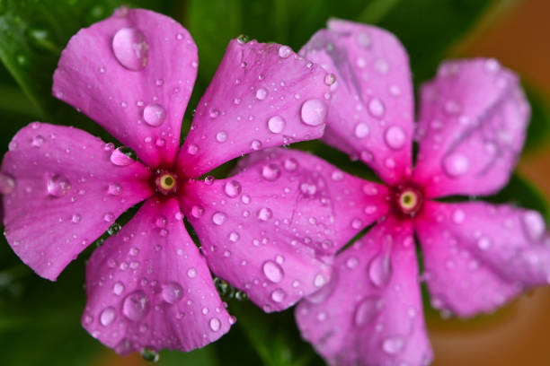 Beautiful pink chrysanthemum with dew, chrysanthemum flowers