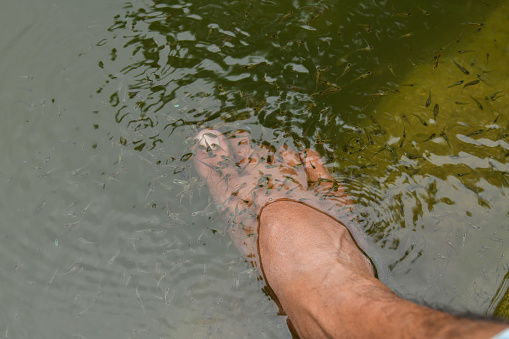 A view of traditional fish spa feet pedicure or fish spa skin therapy for male leg