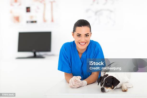Feminino Veterinário E Cão - Fotografias de stock e mais imagens de Adulto - Adulto, Animal, Animal de Estimação