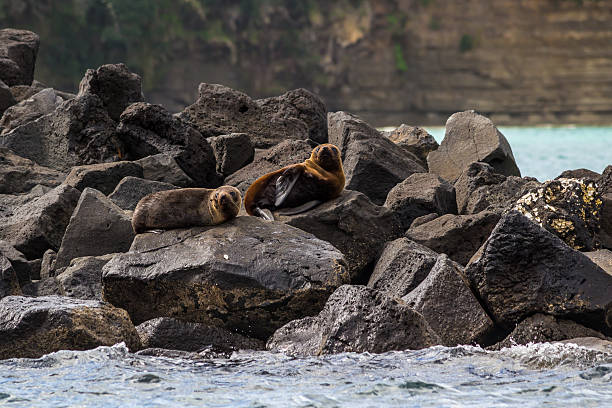 istock New Zealand Fur Seals 178153948