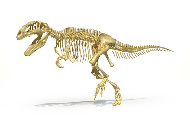 istock Gigantosaurus dinosaurus full photorealistic skeleton, scientifically correct. 178154352