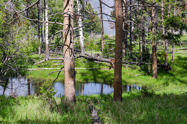 istock water and trees in Yellowstone 178154494