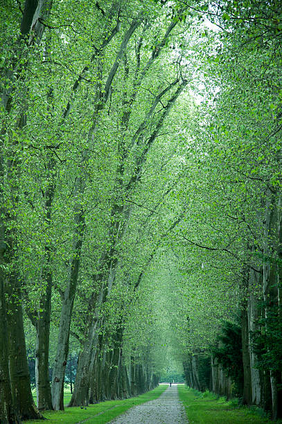 allee nach regenfall - baumreihe foto e immagini stock