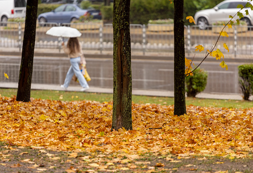 Unrecognizable person with umbrella walking down sideway against yellow colored autumn leaves