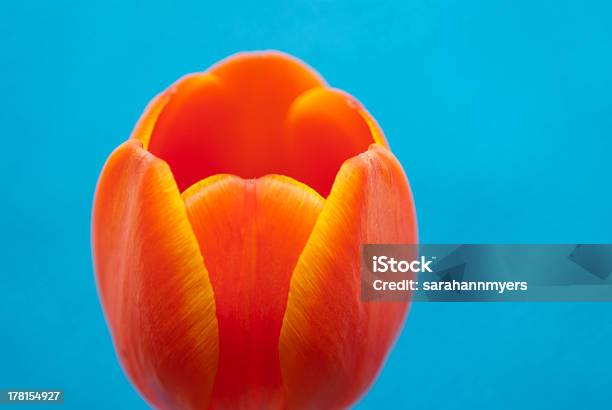 Orange Tulip On Blue Background Stock Photo - Download Image Now - Art, Beauty In Nature, Blue