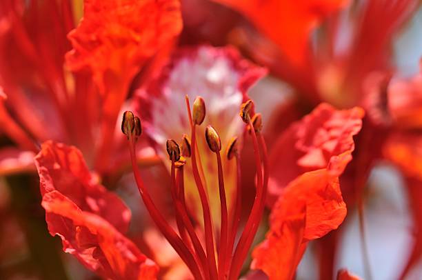 Flame tree flower close up stock photo