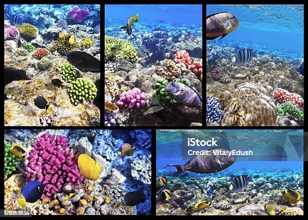 산호색 및 고기잡이 레드 바다빛 이집트 콜라주 0명에 대한 스톡 사진 및 기타 이미지 - 0명, 군체, 물