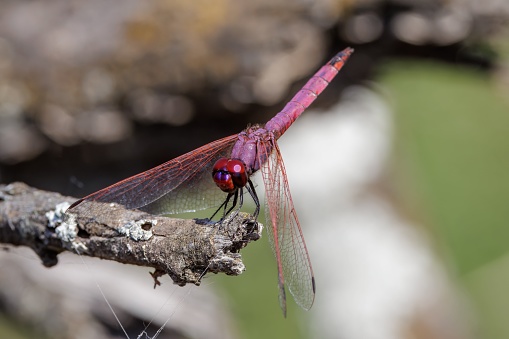 A closeup of a dragonfly (Trithemis annulata) perched atop a wooden branch