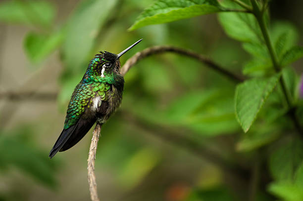 istock Purple-throated Mountain Gem Hummingbird 178155598