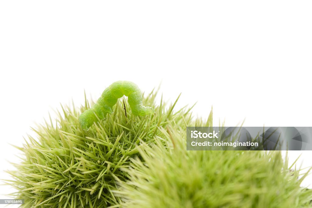 Caterpillar in Chestnut-bur - Lizenzfrei Bewegung Stock-Foto