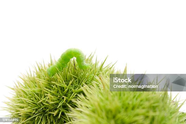 Caterpillar In Chestnutbur Stockfoto und mehr Bilder von Bewegung - Bewegung, Brackwespe, Bunt - Farbton