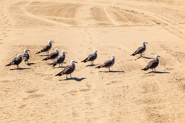 istock california seagulls at the sandy beach 178156001