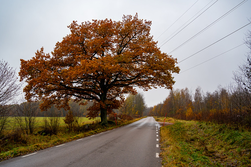 Big oak tree beside wet road in Kumla Sweden November 6 2023