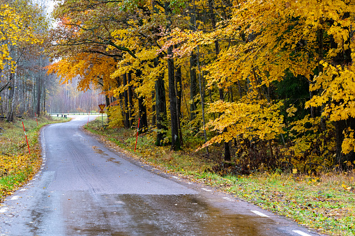 Autumn colored trees beside wet road in November Kumla Sweden November 6 2023