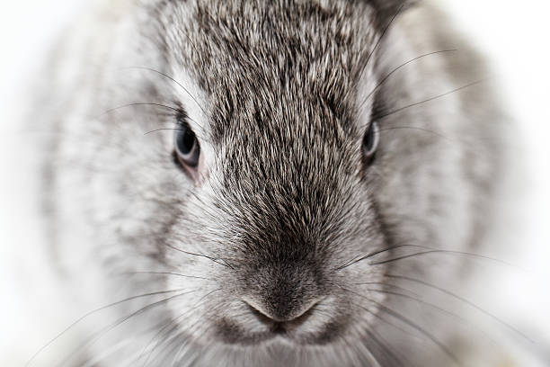 Gray rabbit stock photo